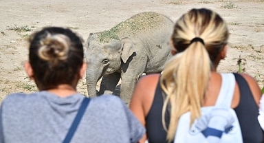 Fil Deniz Gaziantep yolcusu