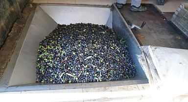 Seferihisarlı zeytincilerin sıkım sorunu kalmadı