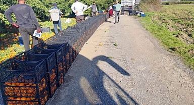 Seferihisar’dan deprem bölgesine mandalina