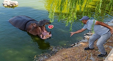 Hayvanlar yesin istedim