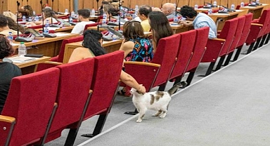 Sokakta yaşayan canlar için eylem planı