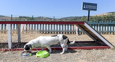 Uzmanlar tarafından özel içerik