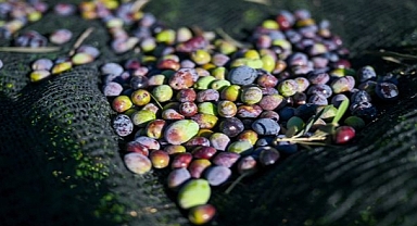 Bornova’da 1500 zeytin ağacında hasada başlandı
