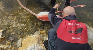Flamingoya hayat veren kurtarma operasyonu