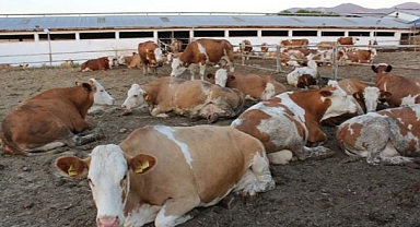 Tarım Danışmanı Sever: 2025’te Tarım ve Hayvancılık Büyük Kan Kaybetti