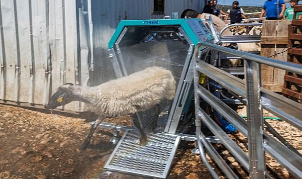 Koyun ve keçiler artık teknolojiyle yıkanıp ilaçlanıyor