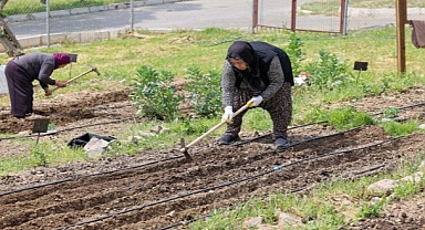 Toprakta hayat, sofrada bereket: Mahalle Bostanları’nda yaz hasadı
