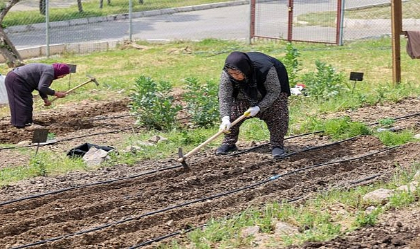 Toprakta hayat, sofrada bereket: Mahalle Bostanları’nda yaz hasadı