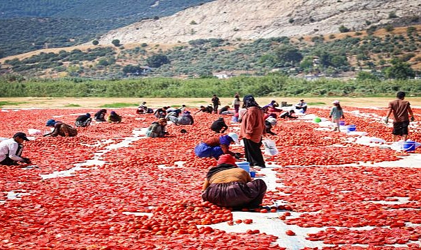 Torbalı’nın kuru domates emekçileri yalnız bırakılmadı
