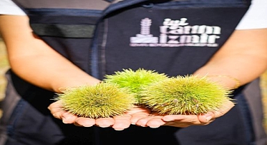 İzmir’in kestanesine gal arısı kalkanı