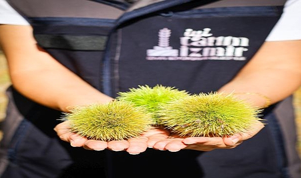 İzmir’in kestanesine gal arısı kalkanı