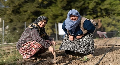 Mahalle Bostanlarında kışlık sebzeler toprakla buluşuyor