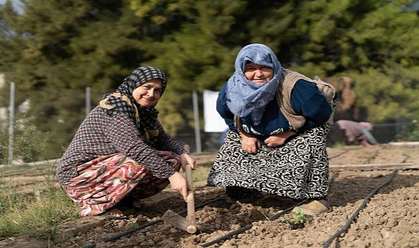 Mahalle Bostanlarında kışlık sebzeler toprakla buluşuyor